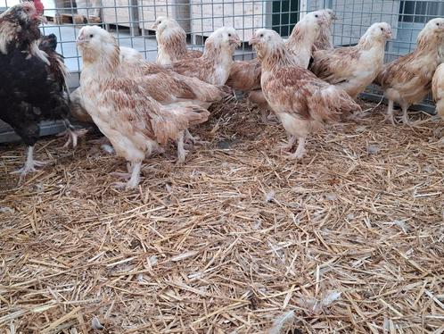 Duitse faverolles kippen, ruime keuze, Dieren en Toebehoren, Pluimvee