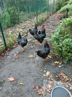 Barneveldse hanen van 6 maanden te koop, Dieren en Toebehoren, Pluimvee