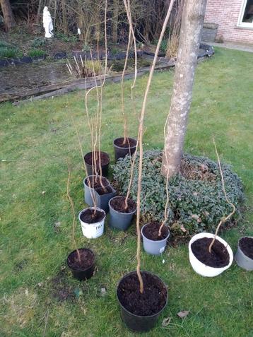 kleine boom Koelreuteria Paniculata 3,4,5  jarig plantgoed  beschikbaar voor biedingen