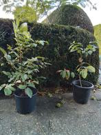 Notelaar in grote pot (Okkernoten), Tuin en Terras, Ophalen
