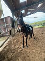 Paard te koop, Dieren en Toebehoren, Paarden en Pony's | Verzorgingsproducten, Ophalen of Verzenden, Zo goed als nieuw