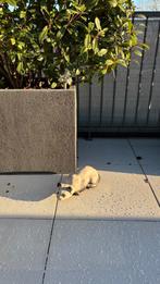 Chat en pierre (décoratif), Enlèvement