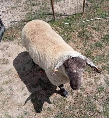 Mannelijke schapen 50-60 kg beschikbaar voor biedingen