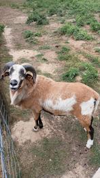 Kameroen schaap bok, Mannelijk, Schaap, 0 tot 2 jaar