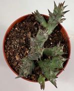 Huernia Halipedicola, Minder dan 100 cm, Verzenden, Vetplant