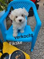 Maltezer kruising Maltipom huiselijke kring, Dieren en Toebehoren, België, Maltezer, Fokker | Hobbymatig, 8 tot 15 weken