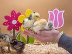 Brahma kuikens groot soort, hennetjes, gesekst en ingeënt, Vrouwelijk, Kip