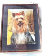 2 honden (Yorks) foto kaders, Huis en Inrichting, Ophalen, Gebruikt, Minder dan 50 cm, Minder dan 50 cm