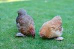 handtamme cochin krielen + vele andere kriel rassen, Dieren en Toebehoren, Vrouwelijk, Kip
