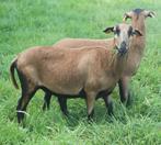 Kameroenkoppel ooi + ram  3,5j + 5 maanden, Schaap