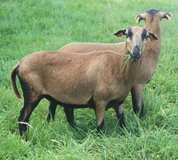 Kameroenkoppel ooi + ram  3,5j + 5 maanden, Mouton
