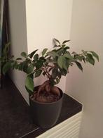 Plante Ficus, Huis en Inrichting, Kamerplanten, Minder dan 100 cm, Ficus, Ophalen, Groene kamerplant