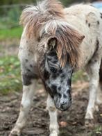 Opzoek! Naar een brave leerpony/paard, Dieren en Toebehoren, Pony's