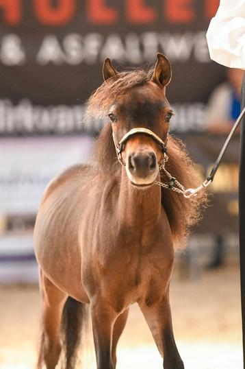 AMHA Jaarling Hengst  beschikbaar voor biedingen