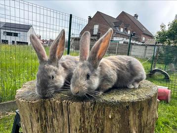 Blauw Japanner rammetjes zoeken nog goede thuis 