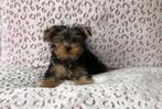 Yorkshire terrier pup, CDV (hondenziekte), Meerdere, 8 tot 15 weken, Meerdere dieren