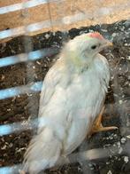 Leghorn haantje, Dieren en Toebehoren, Mannelijk