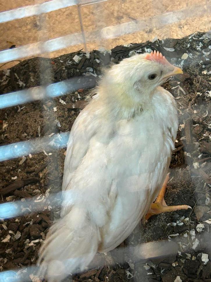 Leghorn haantje, Dieren en Toebehoren, Vogels | Overige Vogels, Mannelijk