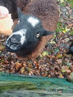 Zwartbles schaap, Dieren en Toebehoren, Schapen, Geiten en Varkens, Vrouwelijk, Schaap, 0 tot 2 jaar