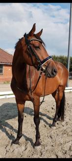 Recreatiepaard, Animaux & Accessoires, Chevaux, 11 ans ou plus, Hongre, 165 à 170 cm, Ne s'applique pas