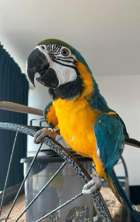 DRINGEND: opvang of nieuwe thuis gezocht voor jonge ara una, Dieren en Toebehoren, Vogels | Parkieten en Papegaaien, Papegaai