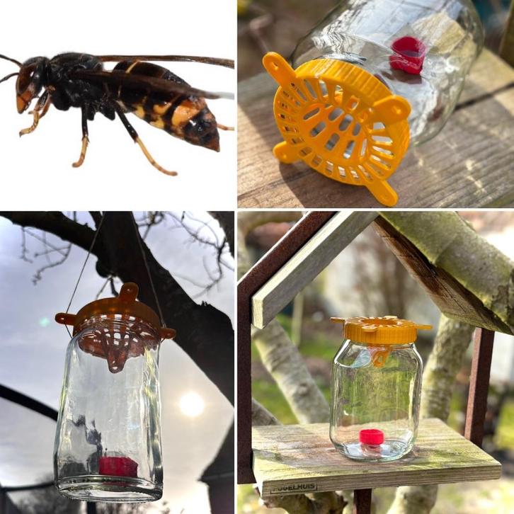 Set van 4 - Selectieve hoornaar vallen, Tuin en Terras, Bestrijdingsmiddelen, Nieuw, Ophalen of Verzenden
