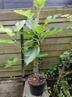 Plant de figuier, Ophalen, Volle zon, In pot, 250 tot 400 cm