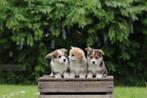 Welsh Corgi Pembroke pups te koop, België, Overige rassen, CDV (hondenziekte), 8 tot 15 weken