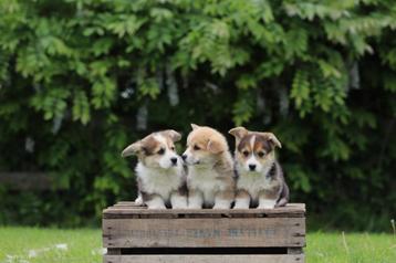 Welsh Corgi Pembroke pups te koop beschikbaar voor biedingen