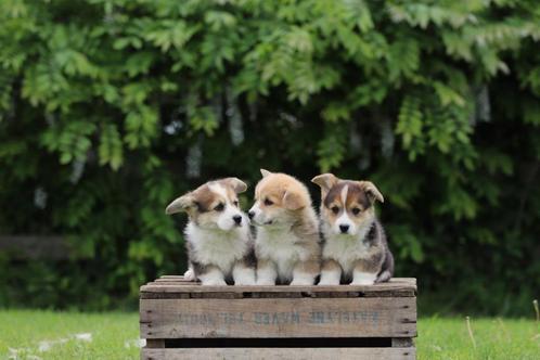 Welsh Corgi Pembroke pups te koop, Dieren en Toebehoren, Honden | Herdershonden en Veedrijvers, Meerdere dieren, Overige rassen