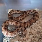 Western hognose, Animaux & Accessoires, Reptiles & Amphibiens, Serpent, 0 à 2 ans