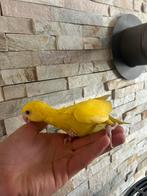 Perruche a collier jaune eam, Parkiet