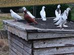duiven sierduiven, Dieren en Toebehoren, Vogels | Duiven, Overige soorten