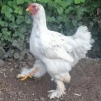 Brahma haan TT kwaliteit, Dieren en Toebehoren, Pluimvee, Mannelijk, Kip