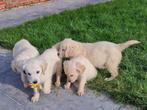 golden retriever pups, CDV (hondenziekte), Meerdere, Golden retriever, 8 tot 15 weken