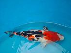 Koi karper, Dieren en Toebehoren