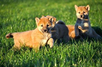 Shiba inu pups beschikbaar voor biedingen