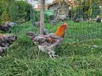 Marans hanen blauwkoper en zwartkoper, Dieren en Toebehoren, Mannelijk, Kip