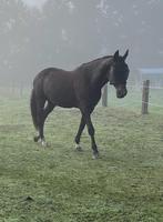 Recreatie paard, Dieren en Toebehoren, Merrie