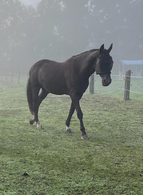 Recreatie paard, Dieren en Toebehoren, Paarden, Merrie