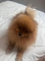 Pomeriaan, dwergkees, spitz, Dieren en Toebehoren, België, Particulier, 1 tot 2 jaar, Eén hond