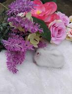 Mooie handtamme russische dwerghamsters, Dieren en Toebehoren, Hamster, November, Meerdere dieren, Tam