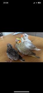 Handtamme valkparkieten, Dieren en Toebehoren, Meerdere dieren, Parkiet, Tam