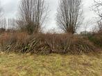 Gratis wilgentakken af te halen - Dudzele (Brugge), Ophalen, Overige soorten, 250 tot 400 cm