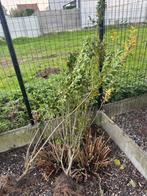 Planten Legustrum, Ophalen