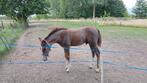 Don't touch my Money YS Z, Dieren en Toebehoren, Paarden, Springpaard, Gechipt, 0 tot 2 jaar, Hengst