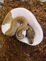 Enchi Mojave pied 100% het clown ball python, Dieren en Toebehoren