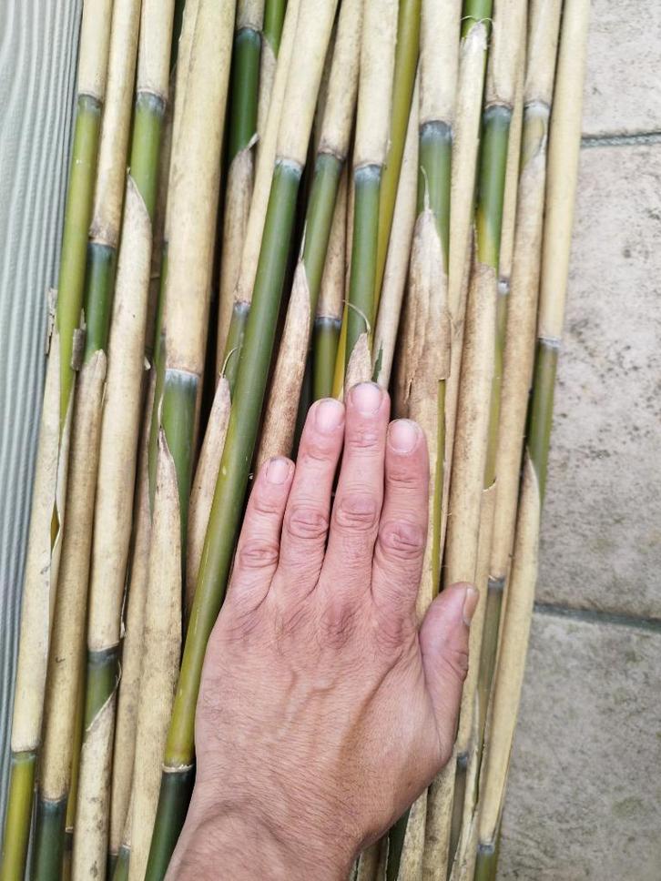 Tuteur en bambou, Jardin & Terrasse, Plantes | Jardin, Enlèvement