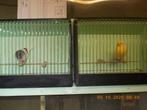 koppel glosters, Dieren en Toebehoren