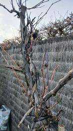 Druivenlaar, Enlèvement